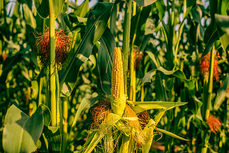 用许多庄稼田里剥玉米背景图片