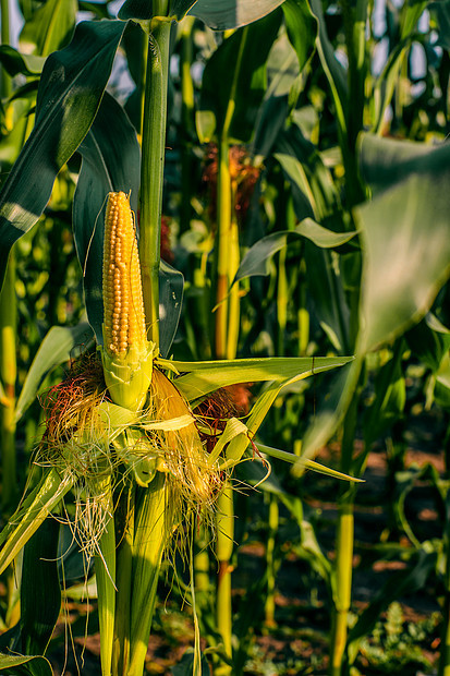 绿色田野上新鲜的黄色玉米图片