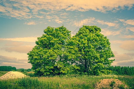 田野上两棵绿树的景观图片