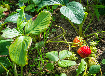 草莓植物单的红色浆果图片