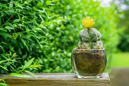 绿色的花园里朵花图片