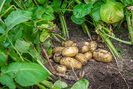 花园里土壤里的新鲜土豆图片