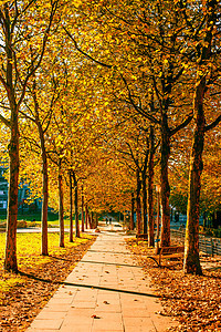 公共公园里的秋树图片