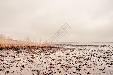 秋天低潮海滩上的海藻图片
