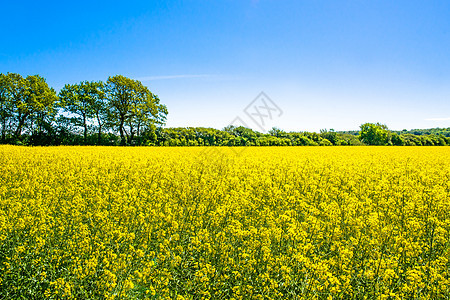 黄色油菜籽田,背景树木图片