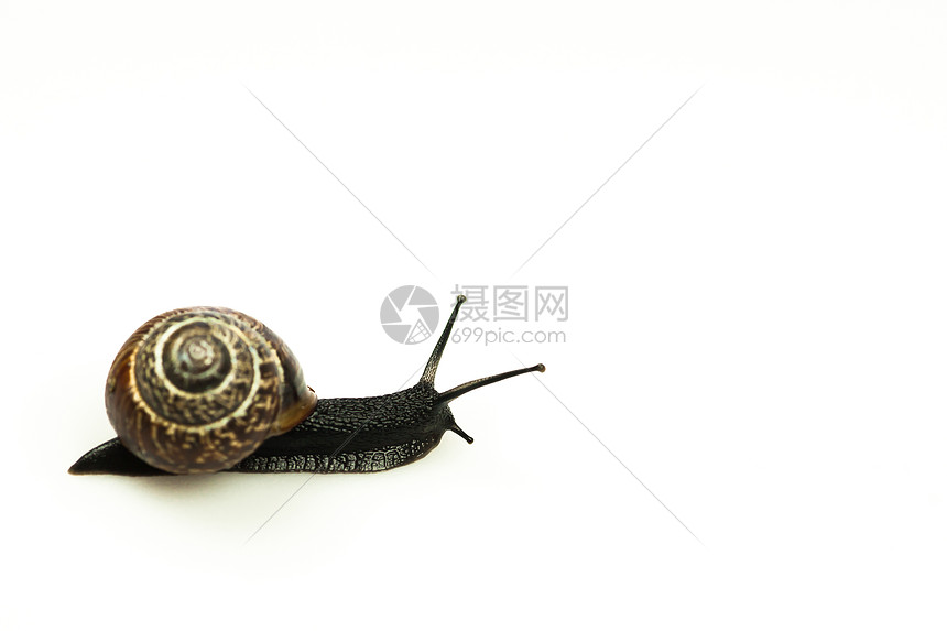 蜗牛白色上完全分离高清图片下载 正版图片 摄图网 蜗牛白色上完全分离高清图片下载 正版图片 摄图网