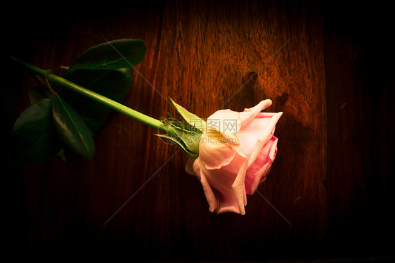 木头背景上的粉红色玫瑰图片
