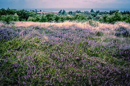 紫色石楠场自然环境中图片
