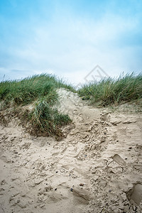 沙丘上覆盖着沙子芦苇图片