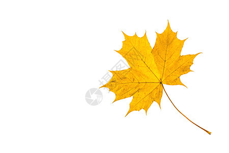 秋天时黄色落叶图片