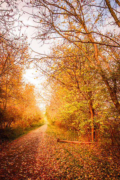 美丽的秋天风景,温暖的颜色图片
