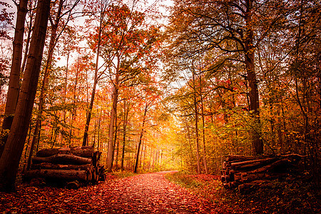 美丽的秋天风景,温暖的颜色图片