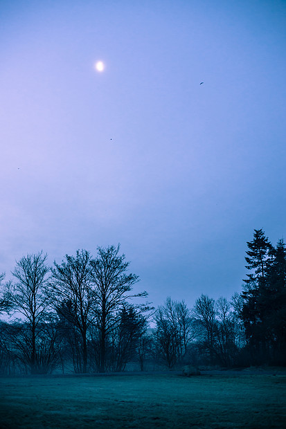 神奇的晨雾树叶美丽的乡村风景景观上图片