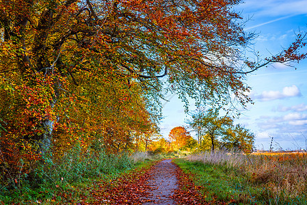秋天的自然小径上五颜六色的树图片