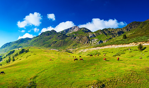 比利牛斯山夏季全景与马图片