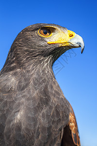 哈里斯霍克,帕布托unicinctus,蓝天的侧捕食鸟原产于美国西南部,南至智利阿根廷中部图片