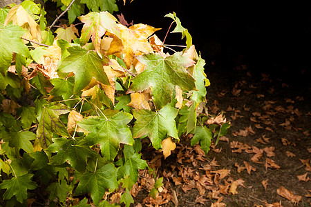 树叶初秋片叶子变黄,掉下来夜间拍摄,照明与多个闪光灯背景