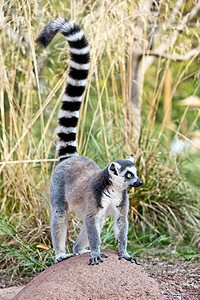 环尾狐猴LemurCatta马达加斯加岛特的种链状菌根灵长类动物图片