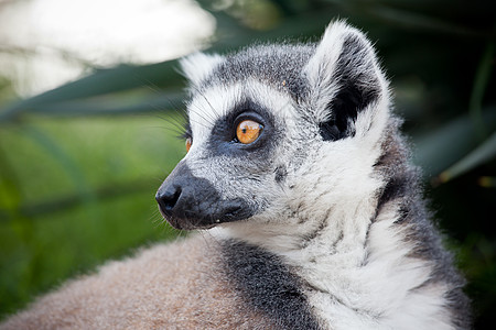 环尾狐猴LemurCatta马达加斯加岛特的种链状菌根灵长类动物图片