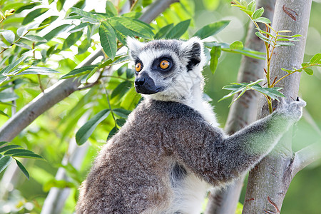 环尾狐猴LemurCatta马达加斯加岛特的种链状菌根灵长类动物图片