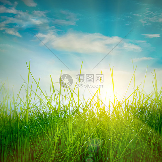 春天的青草蓝天背景上的太阳图片
