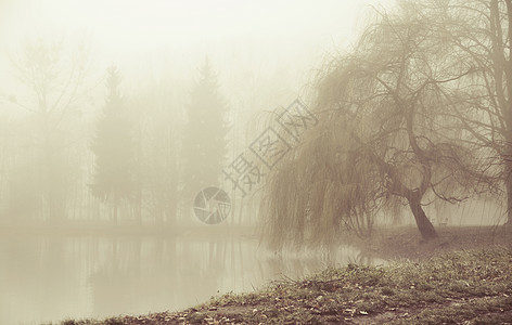 平地区雾的早晨图片