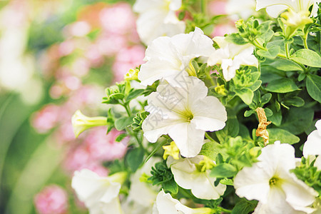 芬芳的夏日花园里盛开白花图片