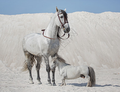 两匹白马明亮的沙漠上图片