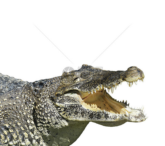 鳄鱼张开的嘴隔离白色上图片