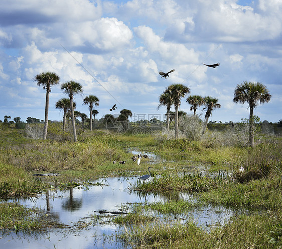佛罗里达湿地鸟类鳄鱼图片