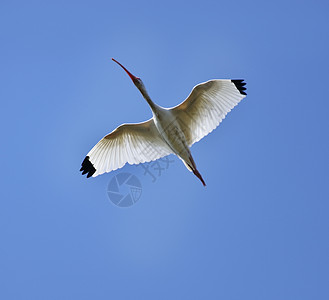 白色的ibis蓝天上飞行图片