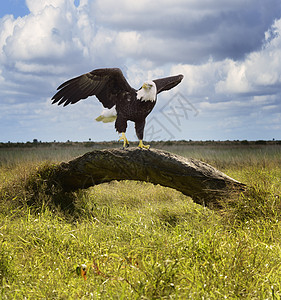 美鹰栖息树上图片