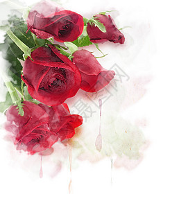 红玫瑰水彩数字绘画图片