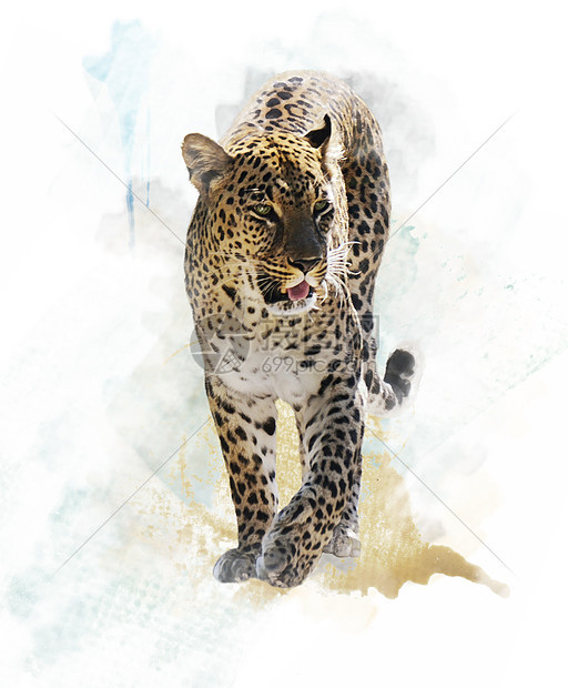 豹子水彩数码画图片