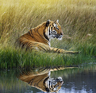 老虎长满青草的河岸上放松,水中倒影背景图片