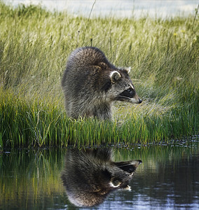 浣熊长满青草的河岸上倒影图片