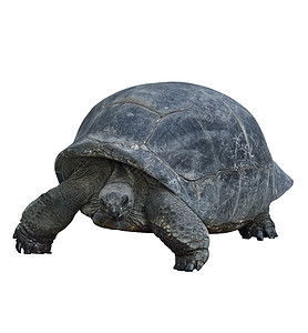 加拉帕戈斯巨龟,孤立白色背景上图片