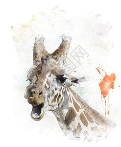 长颈鹿肖像的水彩数字绘画图片