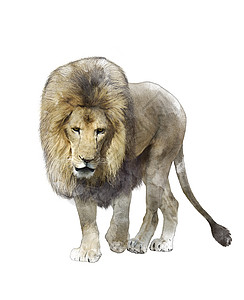 水彩数字画行走狮子孤立白色背景上图片