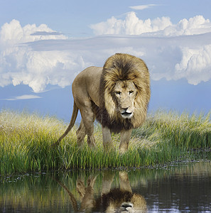 楼台倒影如池塘狮子池塘附近倒影背景