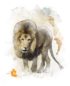 行走狮子的水彩数字绘画图片