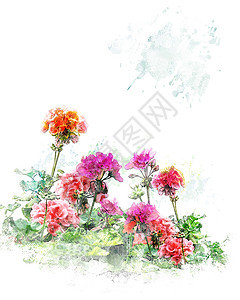 彩色天竺葵花的水彩数字绘画图片