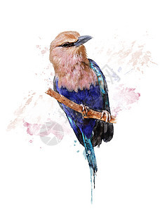 蓝色波纹滚鸟的水彩数字画图片