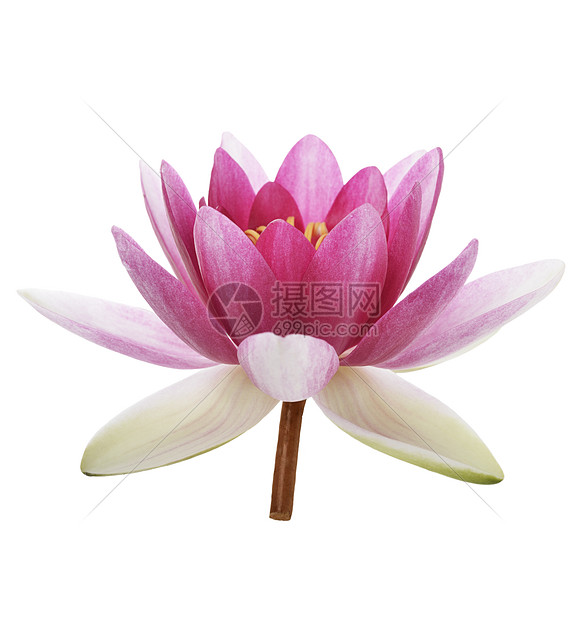 白色背景上分离的粉红色水百合花高清图片下载 正版图片 摄图网 白色背景上分离的粉红色水百合花高清图片下载 正版图片 摄图网
