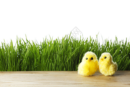草里的复活节小鸡图片