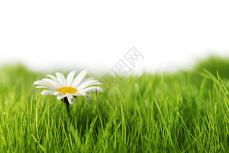 甘菊花绿色的春草中白色的图片