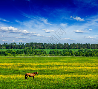 春天的夏天背景绿色的草地,草地,风景,蓝天下,带着牧马图片