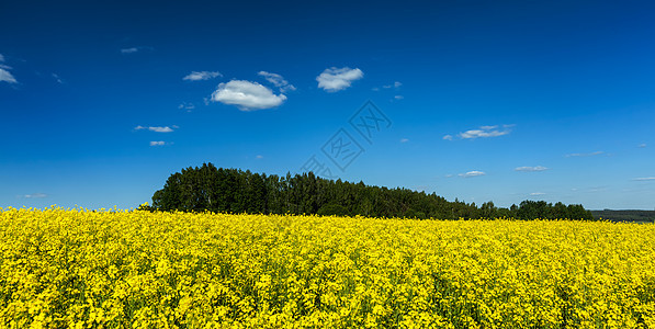 春季夏季背景黄色油菜花油菜花田与蓝天全景图片