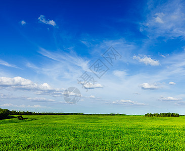 春天的夏天背景绿色的草地,草地,风景,蓝天图片