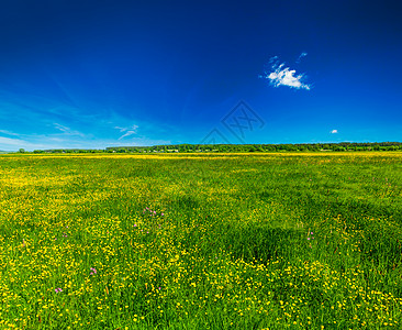 春夏背景盛开的花田草地与蓝色的图片